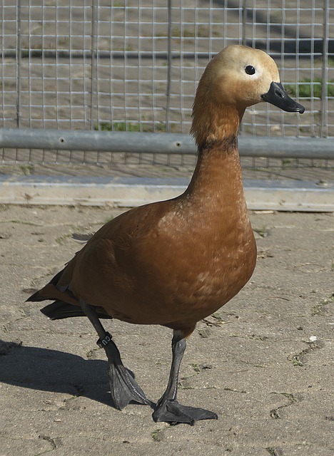 金牌